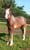Horse ad