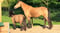 Horse ad