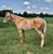 Annuncio cavallo