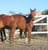Annuncio cavallo