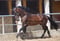 Annuncio cavallo