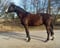 Annuncio cavallo