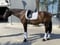 Annuncio cavallo
