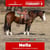 Annuncio cavallo