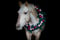 Horse ad