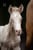 Annuncio cavallo