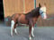 Annuncio cavallo