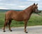 Annonce cheval