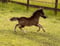 Annuncio cavallo