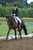 Annonce cheval