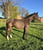Horse ad
