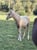 Horse ad