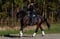 Annuncio cavallo