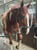 Annuncio cavallo