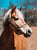 Horse ad