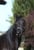 Annuncio cavallo