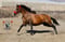 Horse ad