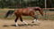 Horse ad