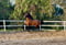 Horse ad