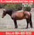 Horse ad