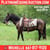 Annonce cheval