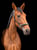 Paardadvertentie