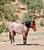Horse ad