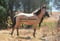 Annonce cheval