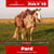 Annuncio cavallo