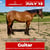 Annuncio cavallo