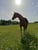 Horse ad