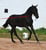 Horse ad