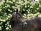 Horse ad