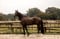 Annuncio cavallo