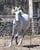 Annuncio cavallo