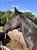Horse ad