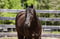 Horse ad