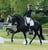 Annuncio cavallo