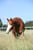 Horse ad