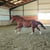 Horse ad