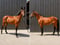 Horse ad