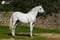 Horse ad