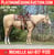 Annuncio cavallo