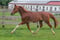 Anuncio de caballos