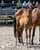 Horse ad