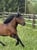 Annuncio cavallo