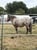Horse ad