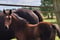 Horse ad