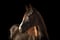 Horse ad