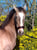 Anuncio de caballos